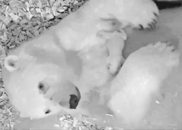 Inquietud en el zoo de Berlín por la salud de un oso polar recién nacido