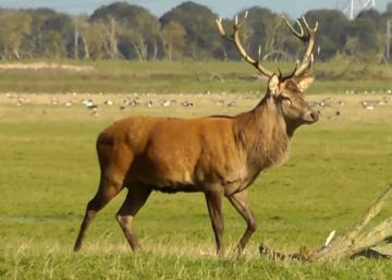 Dos guardas forestales holandeses se niegan a sacrificar ciervos sanos en una reserva natural