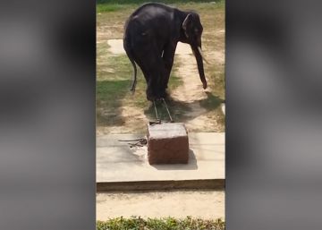 Indignación en un zoo de Tailandia por el mal estado de un elefante