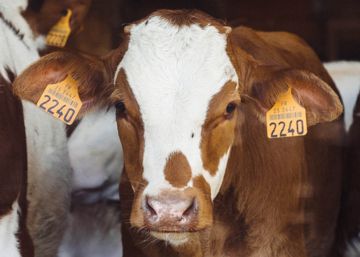 Sí, comer carne afecta al clima, pero las vacas no están matando el planeta