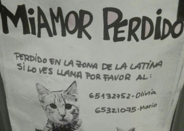 ¿Quién se queda con el gato? (en caso de divorcio)
