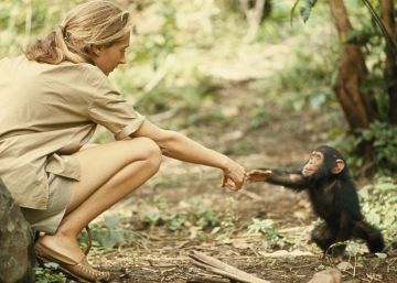 Jane Goodall y sus chimpancés, 'honoris causa'