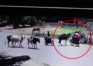 Esta es la vaca apodada ‘karateka” tras propinar una patada a una motorista