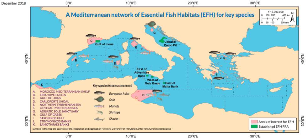 Estudio sobre la red de hábitats esenciales de peces en el Mediterráneo, realizado por la científica Pilar Marín, de Oceana.