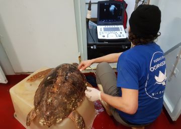 ¿Por qué sufren las tortugas el ‘mal del buceador’?