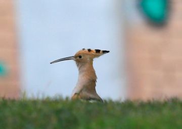¿Sabes reconocer a los animales del Manzanares?