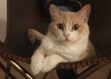 Cuando yo, una gata, descubrí que era adoptada