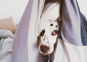 Cinco consejos para que tu perro no se muera de miedo con los petardos y pueda pasar unas felices fiestas