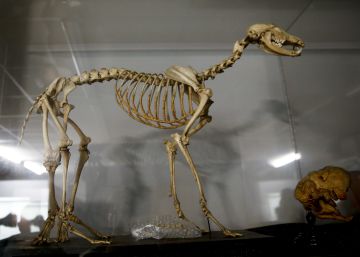 El perro de cinco patas y la historia de la veterinaria