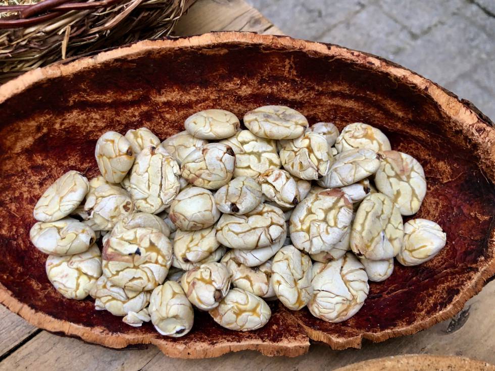SEMILLAS DE MACAMBO TOSTADAS CAPEL
