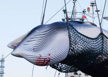 Japón rompe el pacto sobre las ballenas