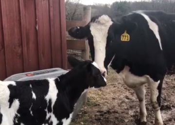 Una vaca escapa de camino al matadero y da a luz dos días después