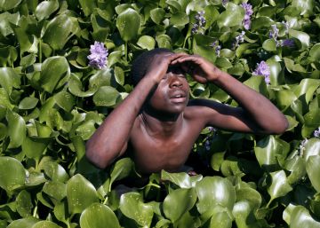 La revolucionaria energía de los jacintos de agua