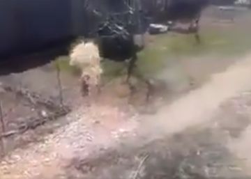 El PACMA difunde un vídeo en el que unos hombres liberan a un zorro enjaulado y disparan contra él