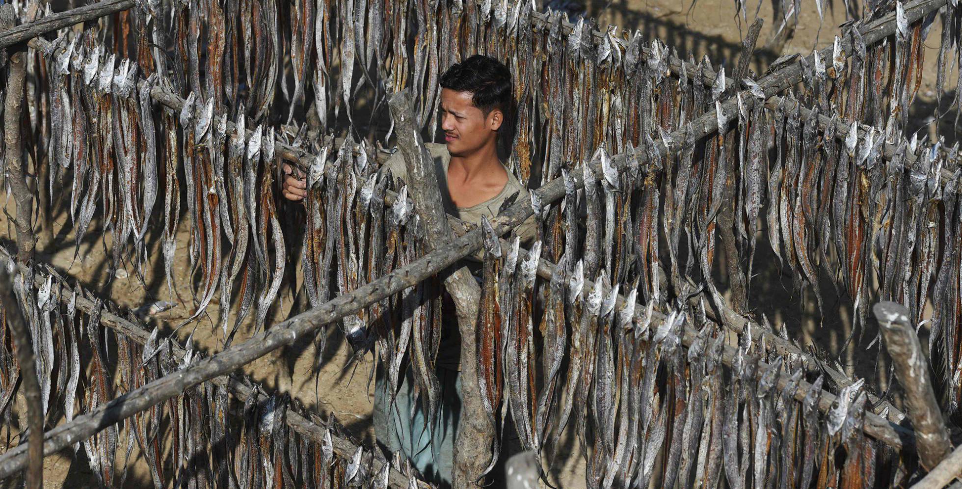 Un pescador paquistaní recoge pescado seco, en el puerto de Karachi (Pakistán)
