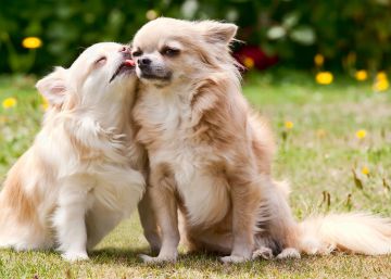 Detenido un ejecutivo de una empresa suiza por arrojar a sus chihuahuas por el balcón