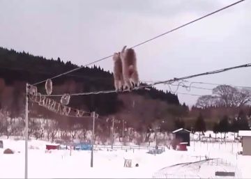 El sorprendente desfile de unos monos por un tendido eléctrico