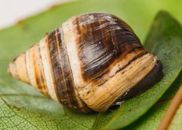 A morte do caracol mais solitário do mundo, que levou com ele toda sua espécie