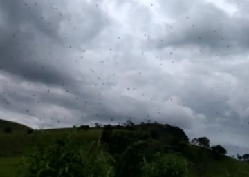 ‘Lluvia de arañas’ en el cielo de Brasil