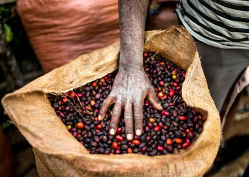 A ameaça de extinção de espécies de café que pode afetar sua bebida