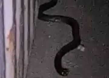Una cobra escupidora de cuello negro obliga a cerrar una parte del puerto de Algeciras
