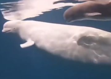 Así nace una ballena beluga