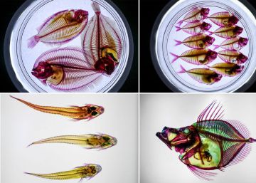 Exposição de peixes transparentes