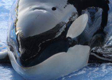 Muere Kayla, la orca más longeva de SeaWorld que nunca nadó en libertad