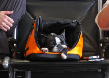En avión, coche, tren... 14 accesorios para viajar con tu perro
