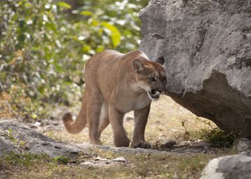 Un corredor estrangula en una montaña de Colorado a un puma que lo atacó