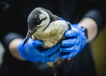 Holanda investiga la muerte de 20.000 aves marinas aparecidas en sus costas