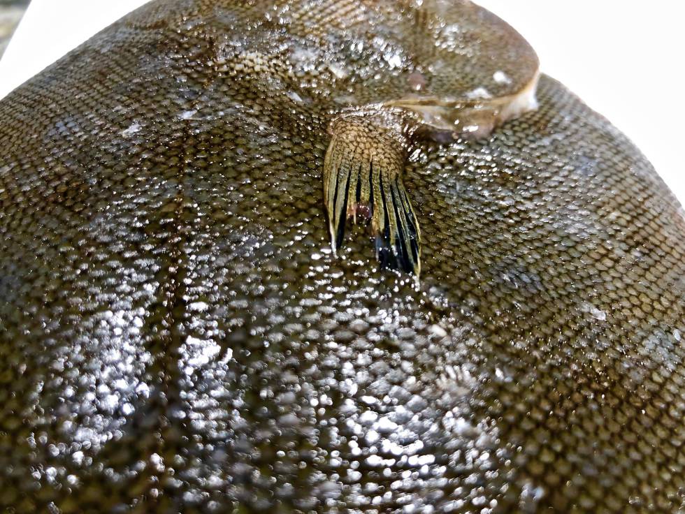 ALETA PECTORAL DE UN LENGUADO, UNA FORMA DE DISTINGUIR DISTINTAS ESPECIES CAPEL