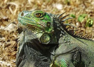 Las Islas Caimán quieren exterminar a un millón de iguanas verdes