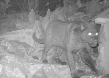 Un leopardo negro, fotografiado en África por primera vez en 110 años