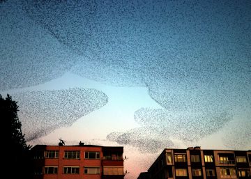 Bandadas de estorninos: así se explica uno de los más bellos espectáculos de la naturaleza