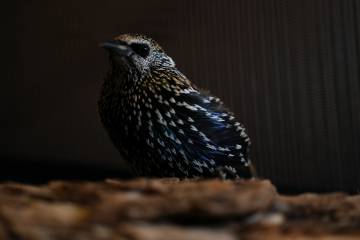 Un estornino, en un centro de rehabilitación de aves salvajes en EE UU.