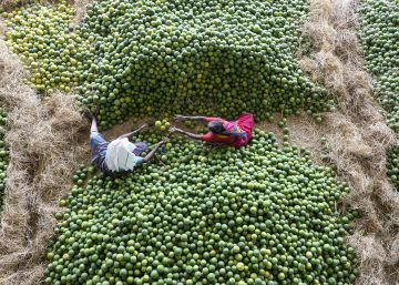 No hay seguridad alimentaria sin inocuidad alimentaria