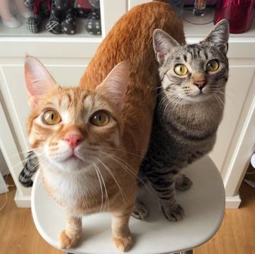 Cinco cuentas de Instagram que le alegran el día a una gata (y a su compañero de piso)
