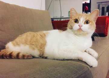 Cinco cuentas de Instagram que le alegran el día a una gata