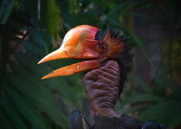 Los animales en extinción esperan hasta 20 años a que se prohíba comerciar con ellos