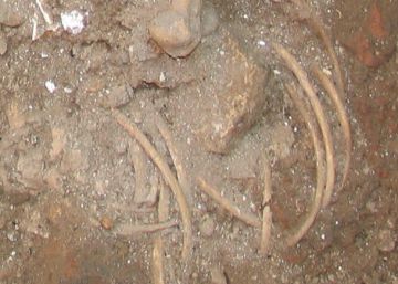 Un sacrificio ritual de 40 perros reescribe la historia de la cazadora de cobras