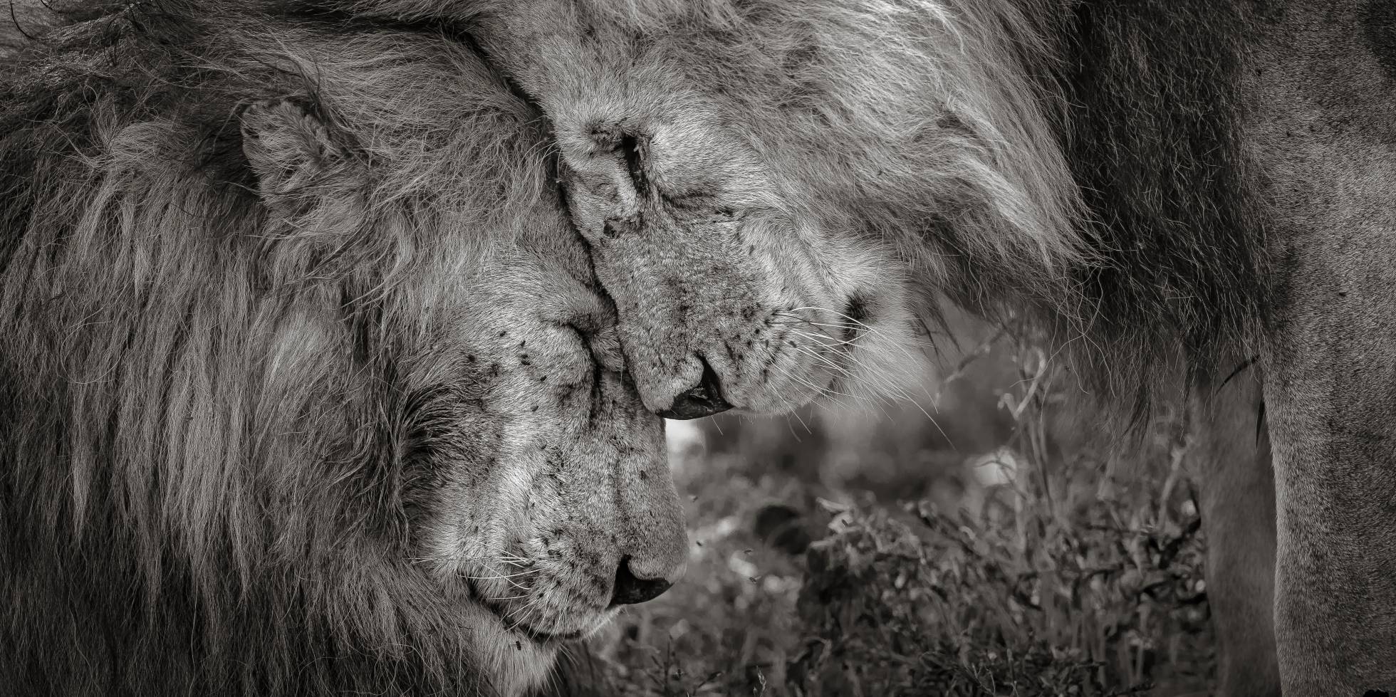 wildlife photographer david lloyd