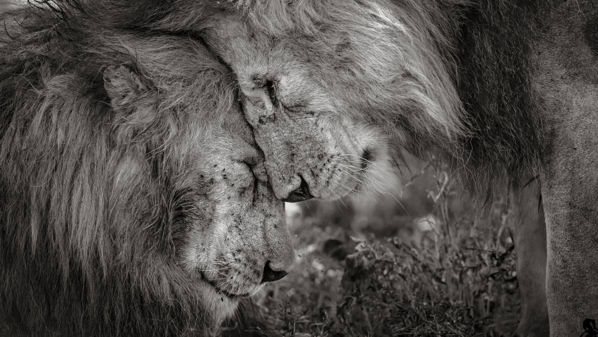 'Vínculo de irmãos', imagem ganhadora desta edição.