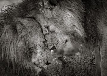 As imagens ganhadoras do ‘Wildlife Photographer of the Year 2018’