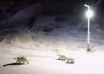 La invasión de los osos polares