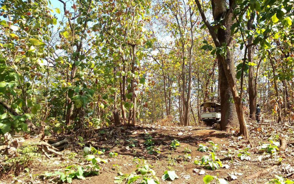 Un bosque de árboles de teca en el estado sursudanés de Torit el 1 de enero de 2019