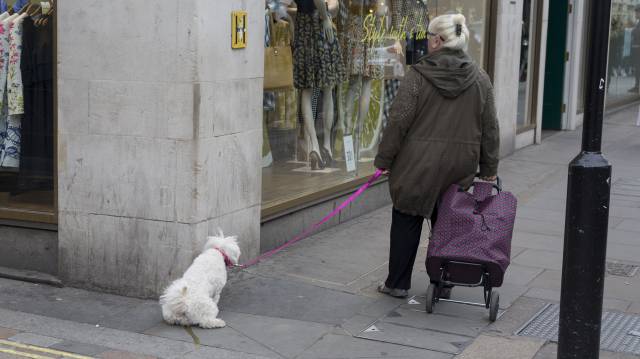 Un perro orina en la esquina de una calle.