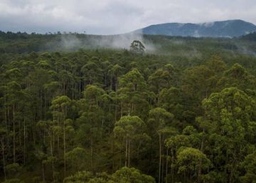 Noruega empieza a pagar a Indonesia por reducir la deforestación