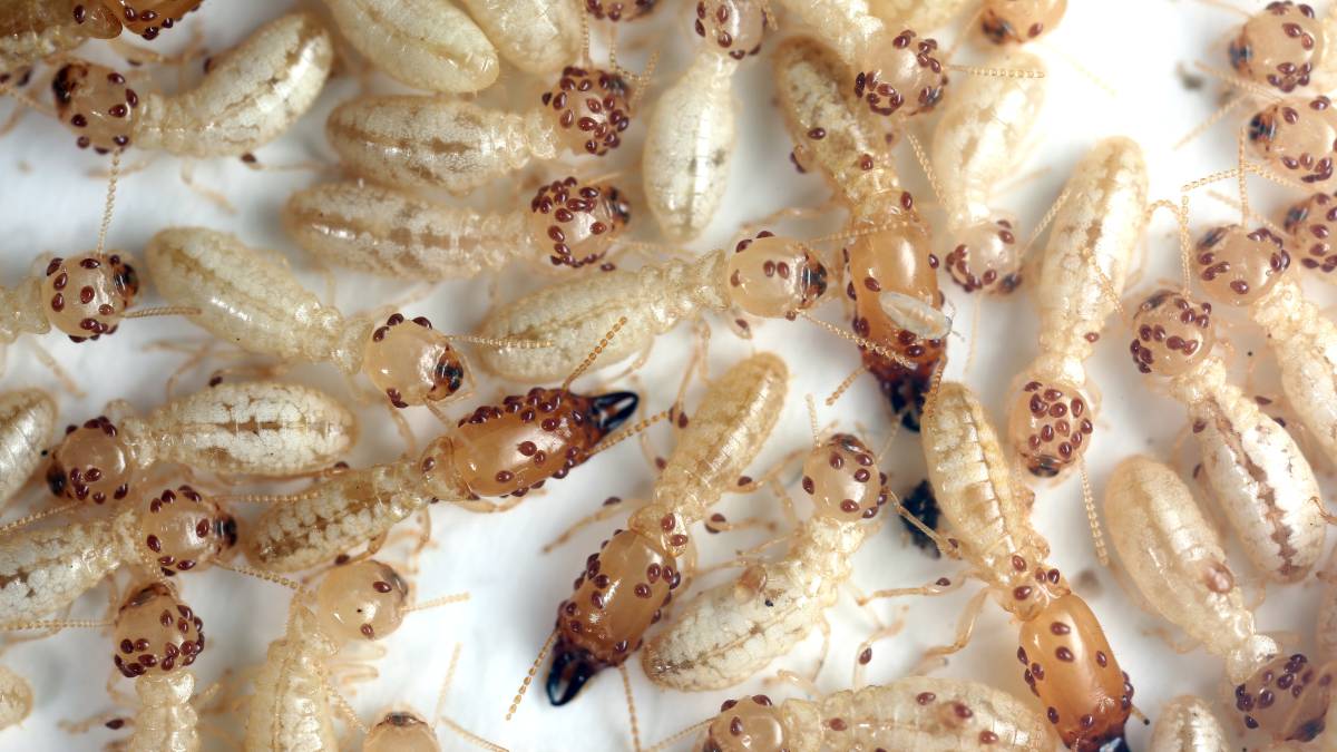 Termitas de la especie 'Reticulitermes flavipes' detectadas en Tenerife.