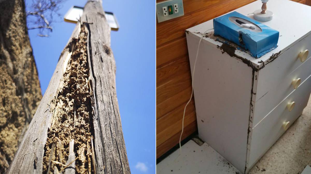 Poste de luz y vivienda afectados por las termitas.